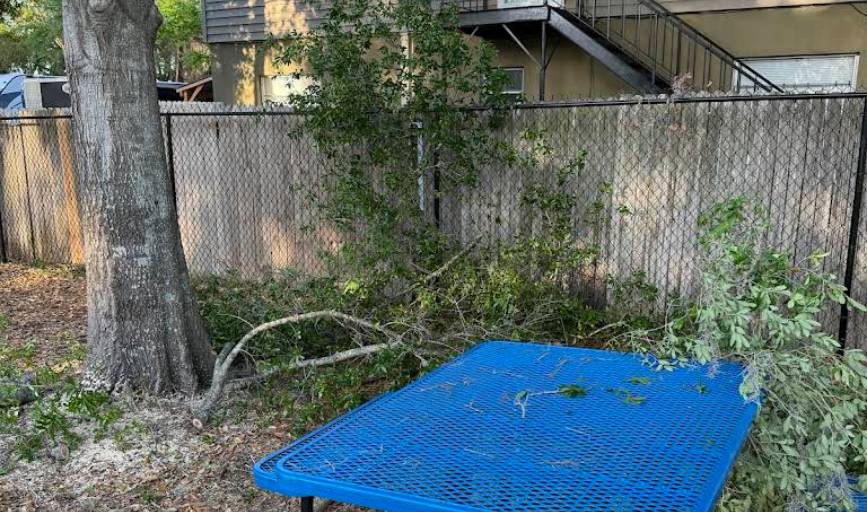 Tree Trimming
